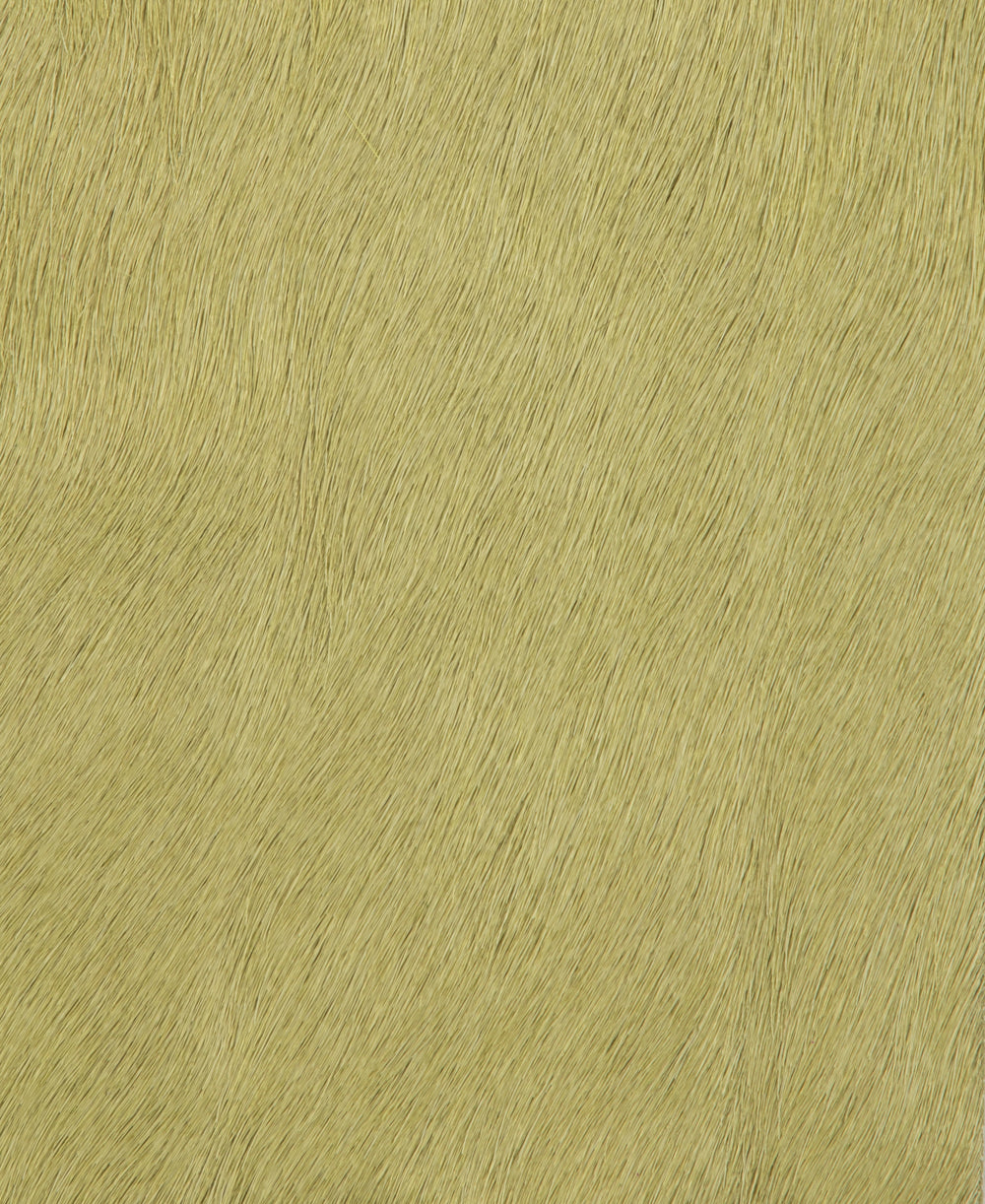 Poni - Kiwi